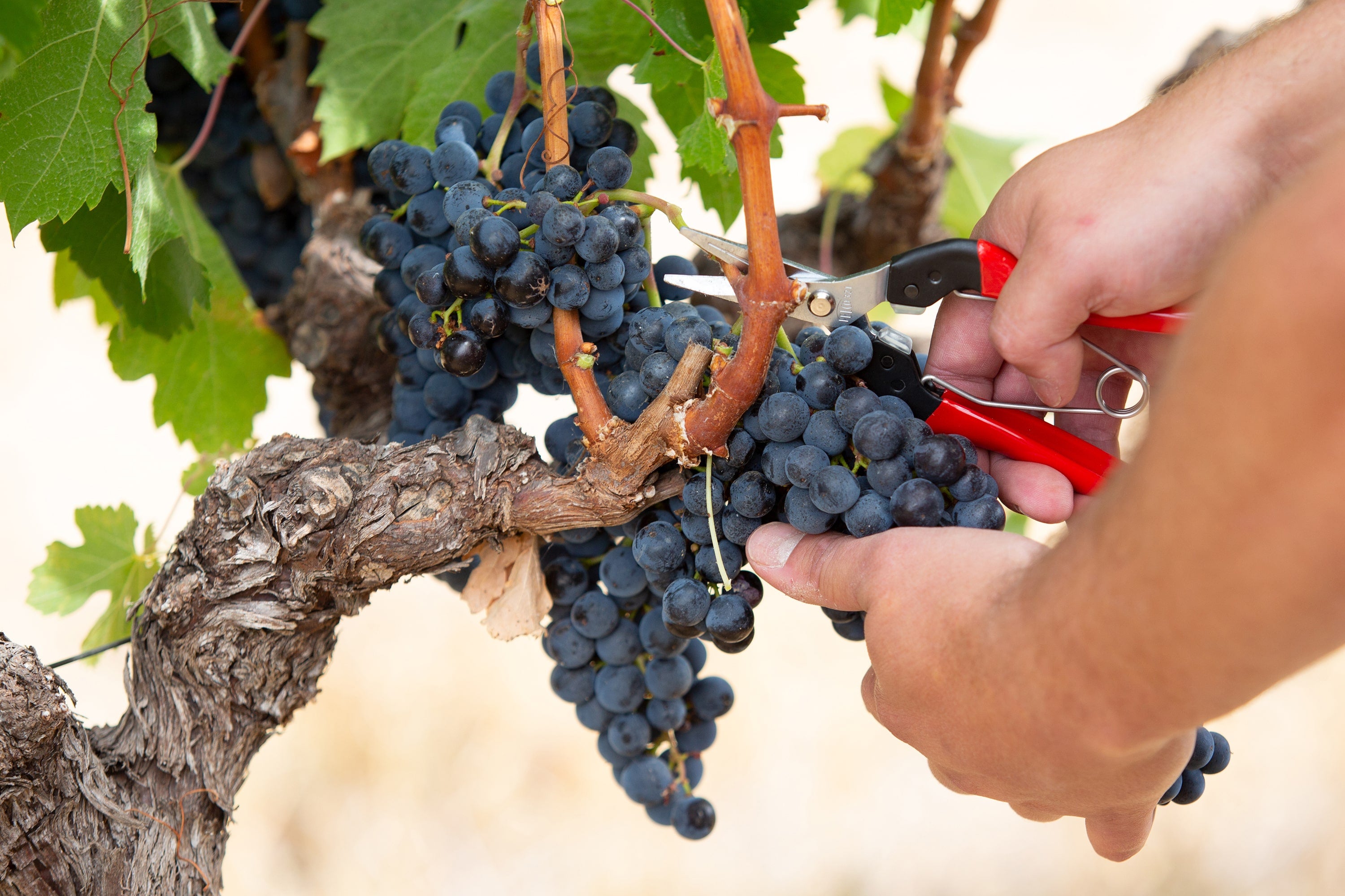 Gourmet meal served on the Vineyards Express train