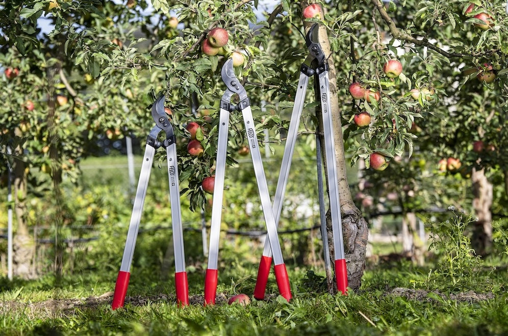 How to Prune Fruit Trees: A Step by Step Guide