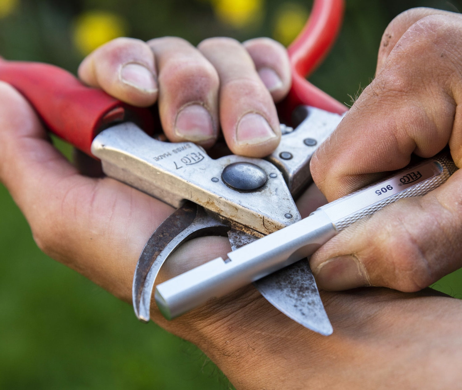 How to Sharpen and Maintain Your Pruning Tools